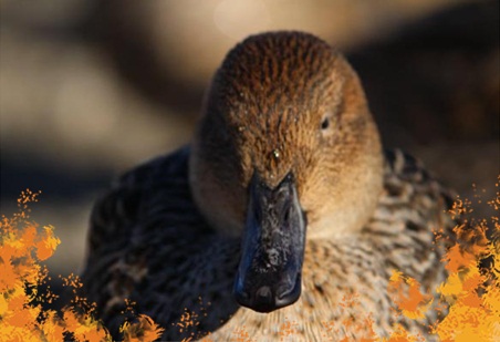 白鳥の里22.jpg