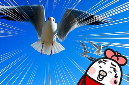 白鳥の里24.jpg