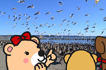 白鳥の里25.jpg