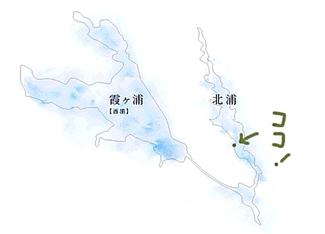 白鳥の里26.jpg