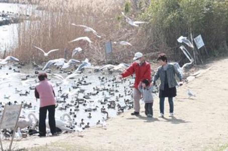 白鳥の里27.jpg