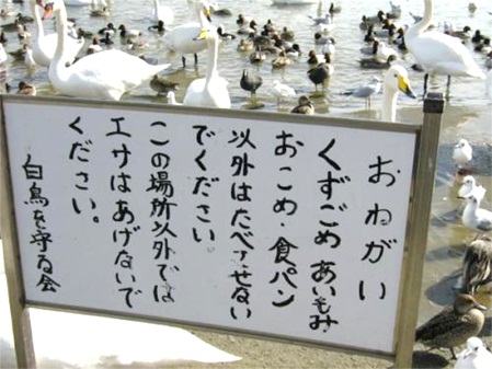 白鳥の里01.jpg