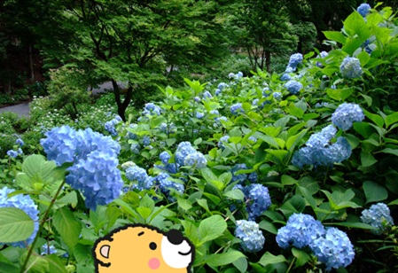 紫陽花2.jpg