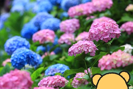 紫陽花3.jpg