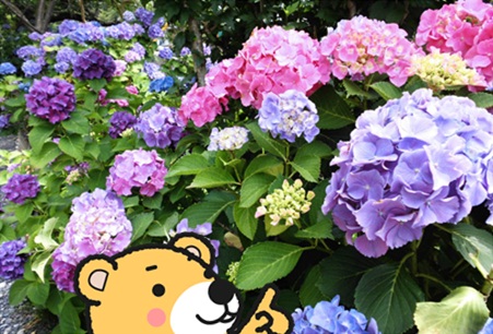 紫陽花5.jpg