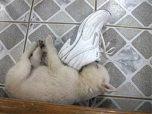 じゃみログ(裏話百科事典)_匂いを嗅ぐ猫