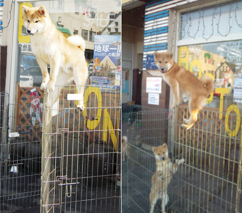 動物の噂・裏技・裏話_忍者犬のトビオ