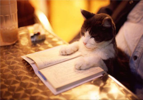 動物の噂・裏技・裏話_本を読む猫