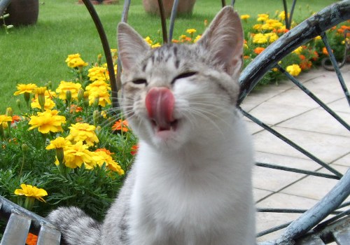 身体の噂・裏技・裏話_舐める猫