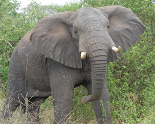 動物の噂・裏技・裏話_ゾウ