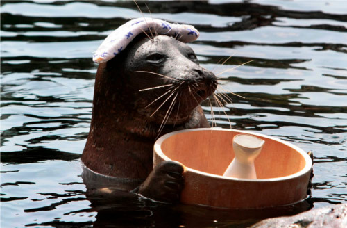 動物の噂・裏技・裏話_箱根園水族館のビリー君