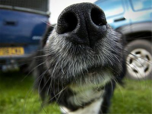 身体の噂・裏技・裏話_犬の鼻