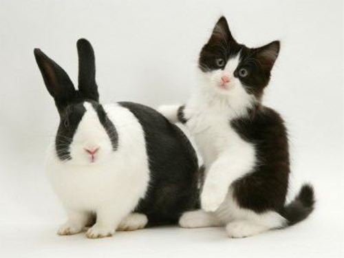 動物の噂・裏技・裏話_まるで双子のような動物1
