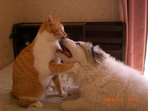 動物の噂・裏技・裏話_猫から思わぬ一撃をくらった犬2