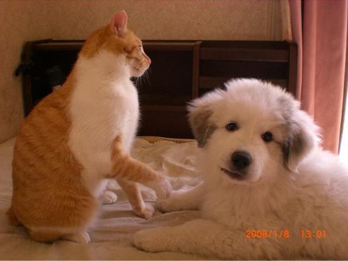 動物の噂・裏技・裏話_猫から思わぬ一撃をくらった犬4