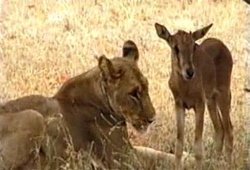 動物の噂・裏技・裏話_草食動物を育てるライオン