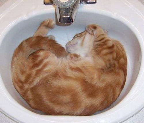 動物の噂・裏技・裏話_どこでも寝られる猫