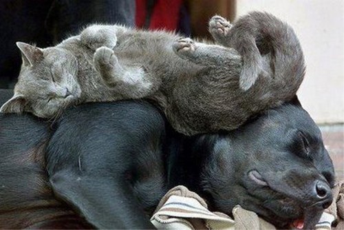 動物の噂・裏技・裏話_どこでも寝られる猫