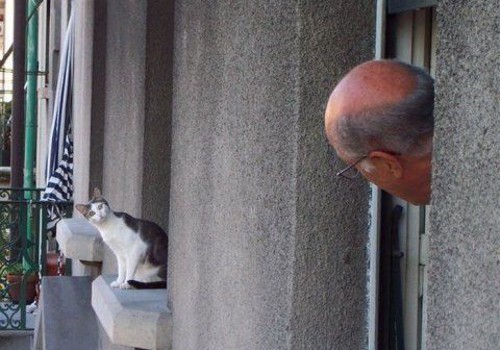 恋愛の噂・裏技・裏話_猫と目が合う老人