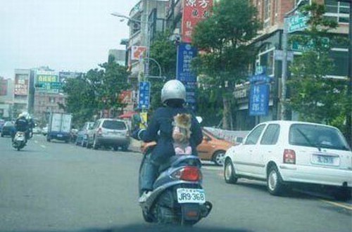 動物の噂・裏技・裏話_バイクの背中に犬