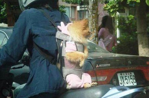 動物の噂・裏技・裏話_バイクの背中に犬