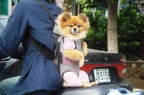 動物の噂・裏技・裏話_バイクの背中に犬