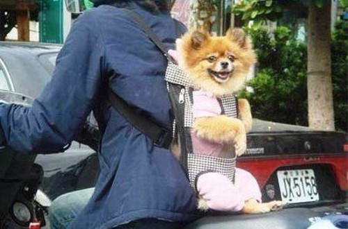 動物の噂・裏技・裏話_バイクの背中に犬