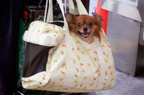 動物の噂・裏技・裏話_袋犬1