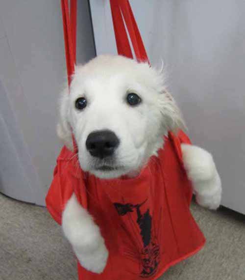 動物の噂・裏技・裏話_袋犬2