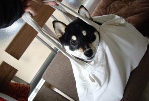 動物の噂・裏技・裏話_袋犬3