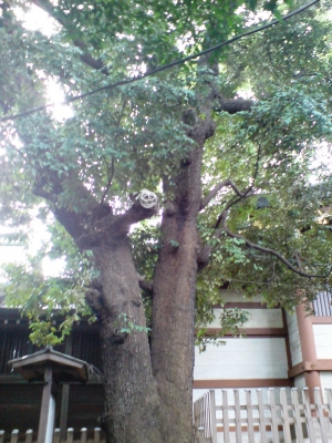 代々木八幡宮11