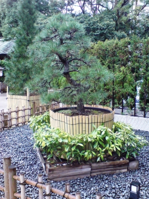 東京大神宮3