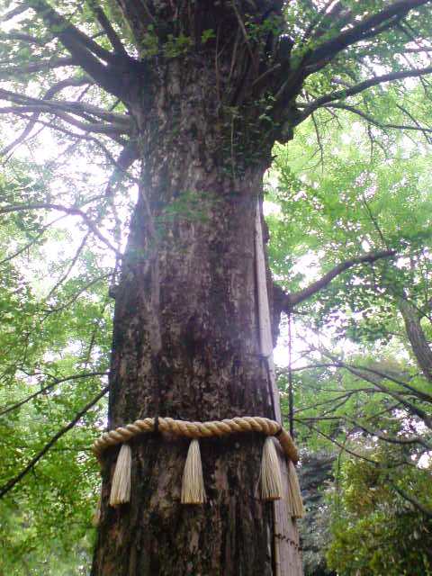 赤坂氷川神社15