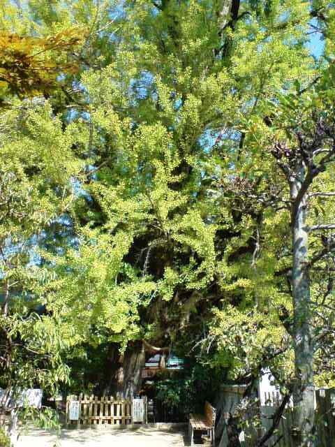 葛城一言主神社