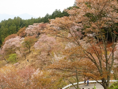 吉野上千本