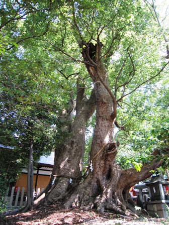 信太森葛葉稲荷神社