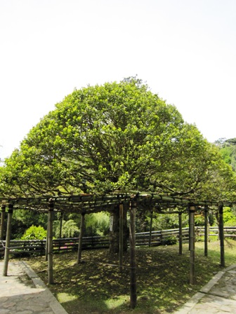 竹生島神社
