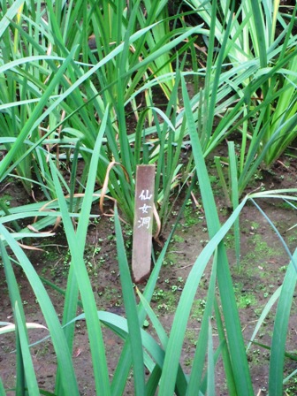 明治神宮