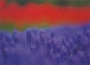 花のささやき