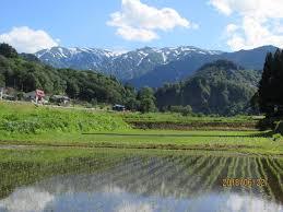田んぼに.jpg