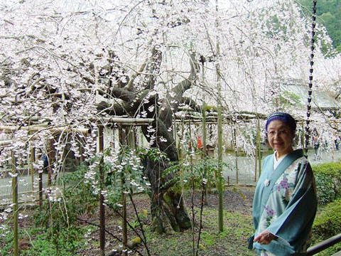 京都毘沙門堂の枝垂桜