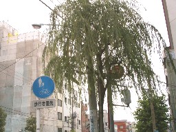 まあ、だからなんだという話しだが