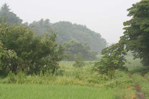 朝靄の谷津