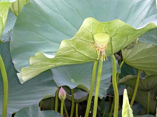 蓮の花、つぼみと実