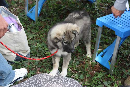 犬猫里親会