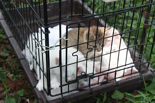 犬猫里親会