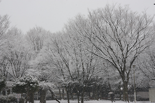 天王台西公園の雪景色