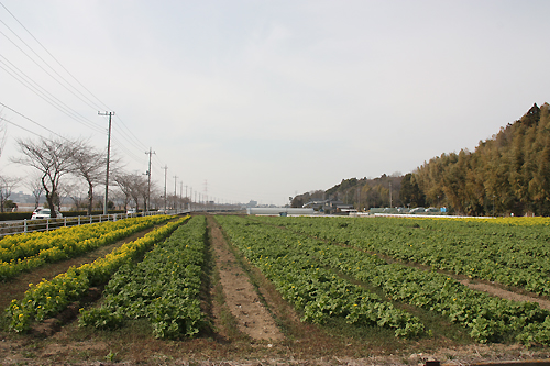 根戸新田地区農地