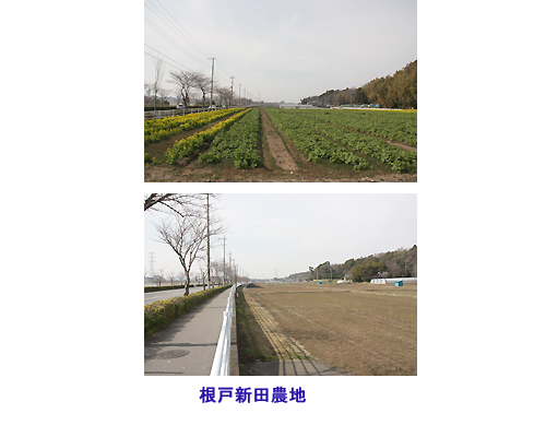 根戸新田地区農地