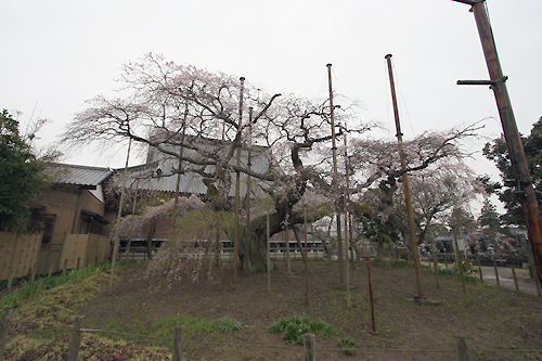 竜ヶ崎市 盤若院 枝垂れ桜